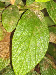 Viburnum × rhytidophylloides