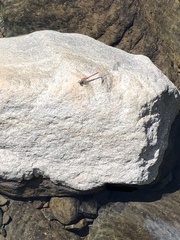 Sympetrum nigrifemur