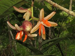 Clusiaceae