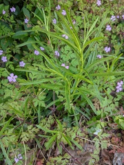Geranium robertianum