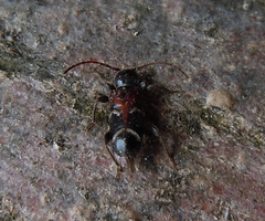Phymatodes alni