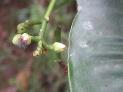 Clusiaceae