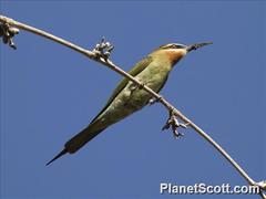 Merops superciliosus