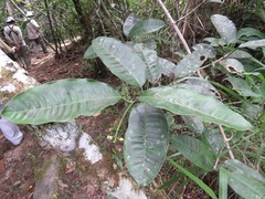 Clusiaceae