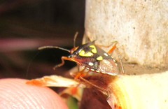 Oebalus poecilus