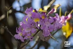 Handroanthus heptaphyllus