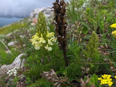 Pedicularis sibthorpii