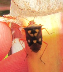 Oebalus poecilus