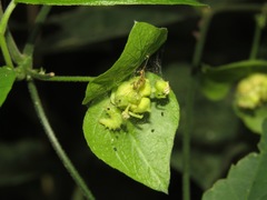 Dalechampia