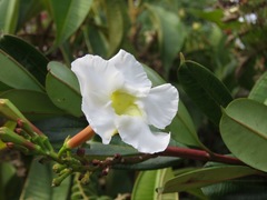 Mandevilla