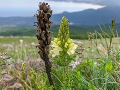 Pedicularis sibthorpii