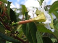 Mandevilla