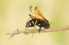 Parabatozonus lacerticida