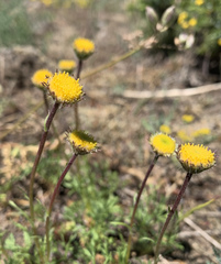 Erigeron linearis