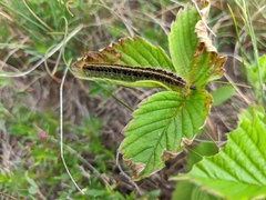 Malacosoma castrense