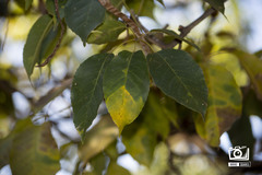 Handroanthus heptaphyllus