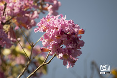 Handroanthus heptaphyllus
