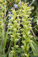 Platanthera flava herbiola