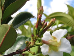 Mandevilla
