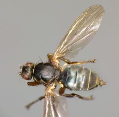 Coelopidae