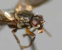 Coelopidae
