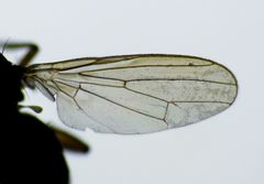 Coelopidae