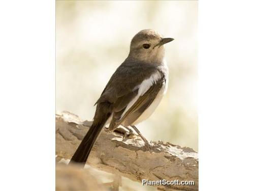 Madagascar Magpie-Robin