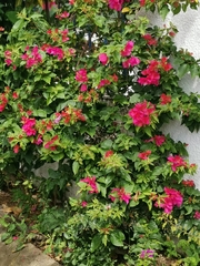 Bougainvillea