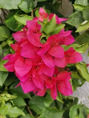 Bougainvillea