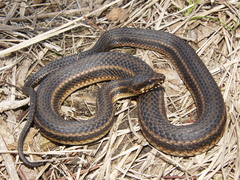 Nerodia clarkii clarkii