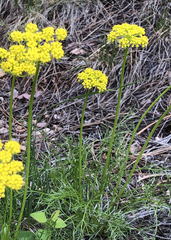 Musineon tenuifolium