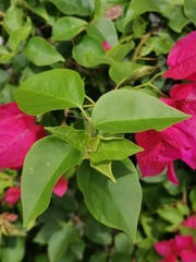 Bougainvillea