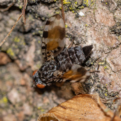 Pseudotephritis vau