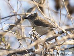 Newtonia brunneicauda