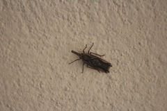 Amyclinae