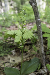Platanthera hookeri