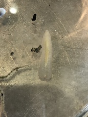 Enchiridium punctatum