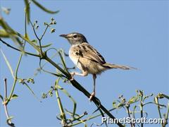 Cisticola cherina