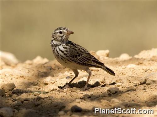 Madagascar Lark