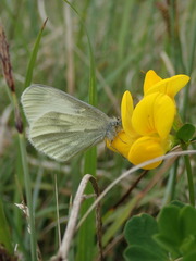 Leptidea juvernica