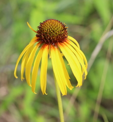 Echinacea paradoxa paradoxa