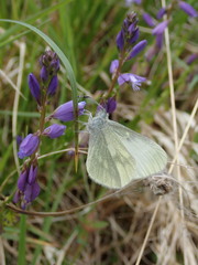 Leptidea juvernica