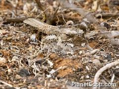 Caprimulgus madagascariensis