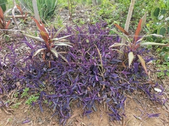 Tradescantia pallida