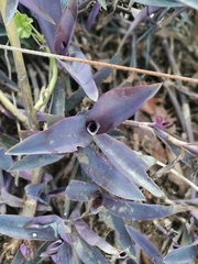 Tradescantia pallida