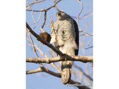 Accipiter madagascariensis