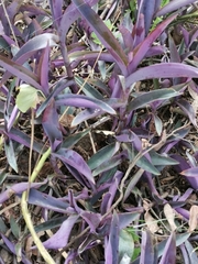 Tradescantia pallida