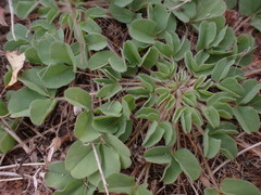 Oxalis lawsonii