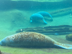 Trichechus