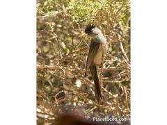 Hypsipetes madagascariensis